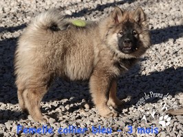 chiot eurasier
